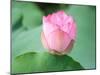 Lotus Flower and Lotus Flower Plants-Wu Kailiang-Mounted Photographic Print