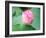 Lotus Flower and Lotus Flower Plants-Wu Kailiang-Framed Photographic Print