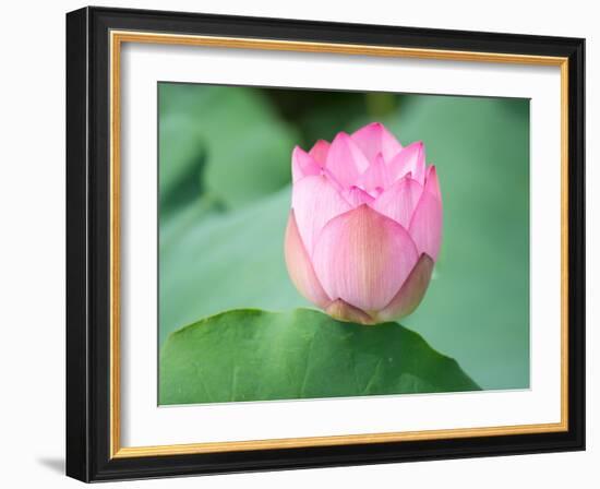 Lotus Flower and Lotus Flower Plants-Wu Kailiang-Framed Photographic Print