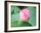 Lotus Flower and Lotus Flower Plants-Wu Kailiang-Framed Photographic Print
