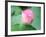 Lotus Flower and Lotus Flower Plants-Wu Kailiang-Framed Photographic Print