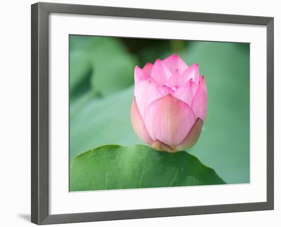 Lotus Flower and Lotus Flower Plants-Wu Kailiang-Framed Photographic Print