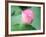 Lotus Flower and Lotus Flower Plants-Wu Kailiang-Framed Photographic Print