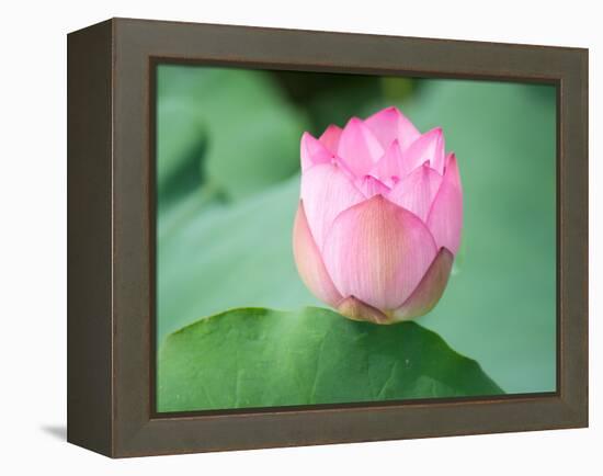 Lotus Flower and Lotus Flower Plants-Wu Kailiang-Framed Premier Image Canvas