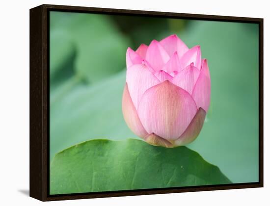 Lotus Flower and Lotus Flower Plants-Wu Kailiang-Framed Premier Image Canvas