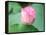 Lotus Flower and Lotus Flower Plants-Wu Kailiang-Framed Premier Image Canvas