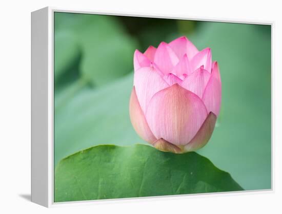 Lotus Flower and Lotus Flower Plants-Wu Kailiang-Framed Premier Image Canvas