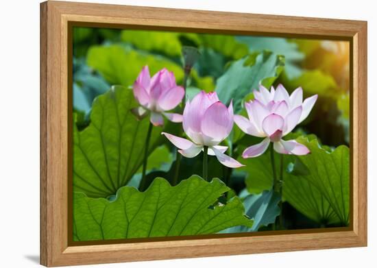 Lotus Flower and Lotus Flower Plants-Wu Kailiang-Framed Premier Image Canvas