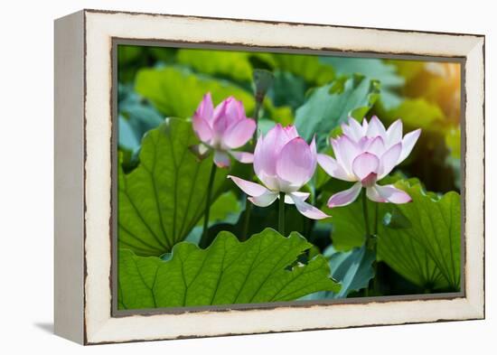 Lotus Flower and Lotus Flower Plants-Wu Kailiang-Framed Premier Image Canvas