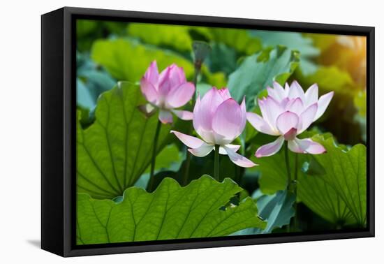 Lotus Flower and Lotus Flower Plants-Wu Kailiang-Framed Premier Image Canvas