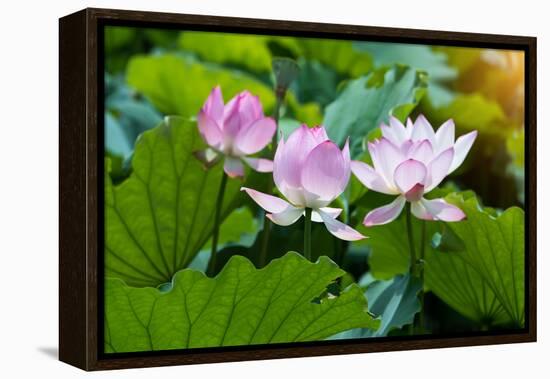 Lotus Flower and Lotus Flower Plants-Wu Kailiang-Framed Premier Image Canvas