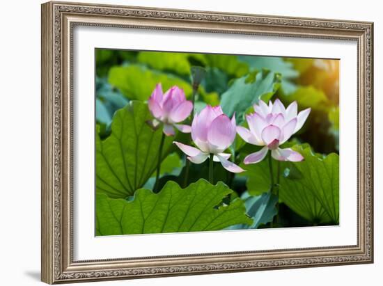 Lotus Flower and Lotus Flower Plants-Wu Kailiang-Framed Photographic Print