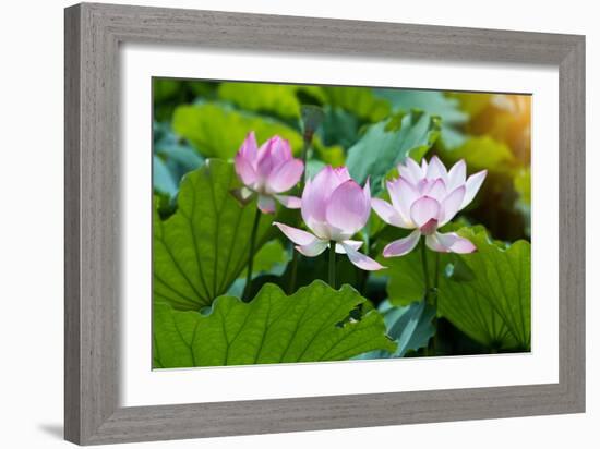 Lotus Flower and Lotus Flower Plants-Wu Kailiang-Framed Photographic Print