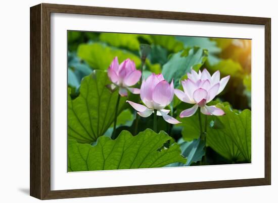 Lotus Flower and Lotus Flower Plants-Wu Kailiang-Framed Photographic Print