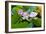 Lotus Flower and Lotus Flower Plants-Wu Kailiang-Framed Photographic Print