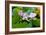 Lotus Flower and Lotus Flower Plants-Wu Kailiang-Framed Photographic Print