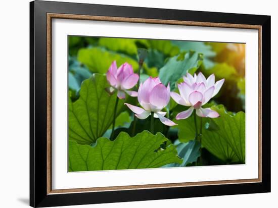 Lotus Flower and Lotus Flower Plants-Wu Kailiang-Framed Photographic Print