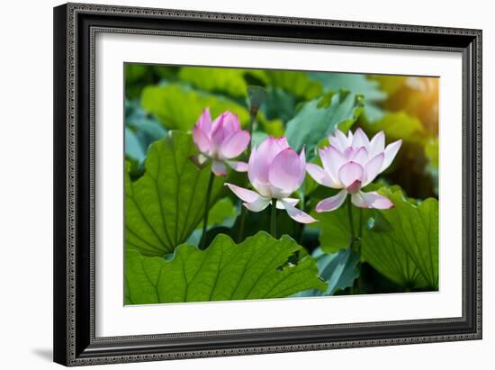 Lotus Flower and Lotus Flower Plants-Wu Kailiang-Framed Photographic Print