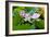 Lotus Flower and Lotus Flower Plants-Wu Kailiang-Framed Photographic Print