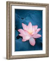 Lotus Flower and Lotus Flower Plants-kenny001-Framed Photographic Print