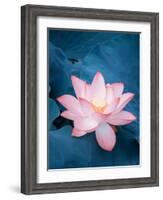 Lotus Flower and Lotus Flower Plants-kenny001-Framed Photographic Print