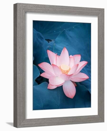 Lotus Flower and Lotus Flower Plants-kenny001-Framed Photographic Print