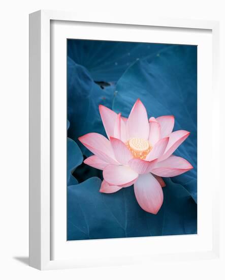 Lotus Flower and Lotus Flower Plants-kenny001-Framed Photographic Print