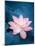 Lotus Flower and Lotus Flower Plants-kenny001-Mounted Photographic Print