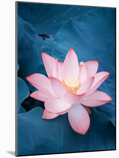 Lotus Flower and Lotus Flower Plants-kenny001-Mounted Photographic Print