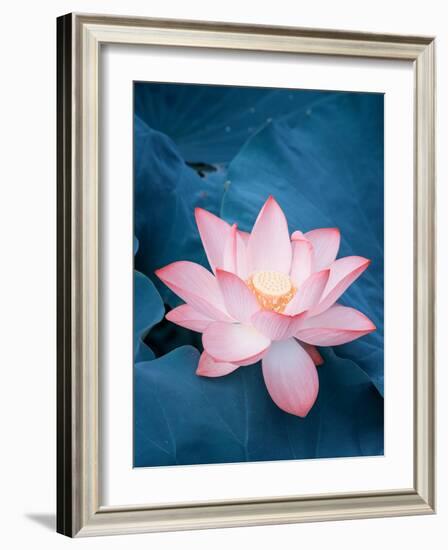 Lotus Flower and Lotus Flower Plants-kenny001-Framed Photographic Print