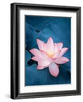 Lotus Flower and Lotus Flower Plants-kenny001-Framed Photographic Print