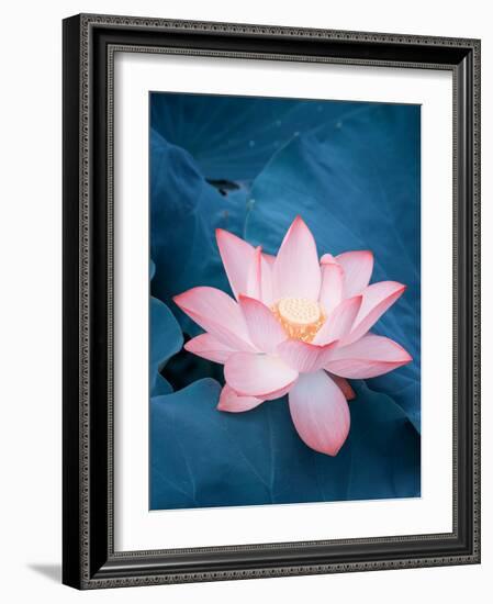 Lotus Flower and Lotus Flower Plants-kenny001-Framed Photographic Print