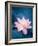 Lotus Flower and Lotus Flower Plants-kenny001-Framed Photographic Print