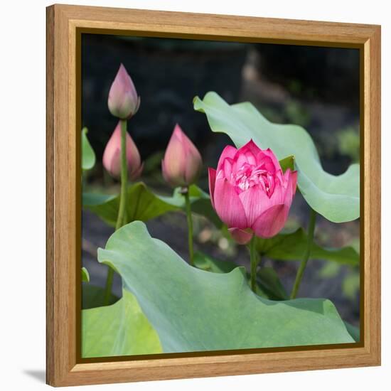 Lotus Flower and Lotus Flower Plants-Wu Kailiang-Framed Stretched Canvas