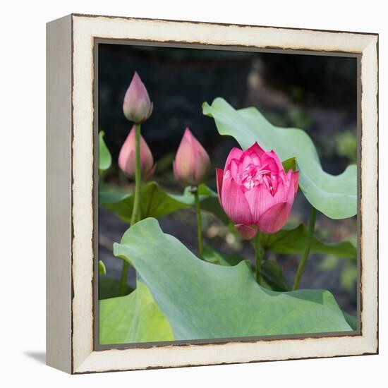 Lotus Flower and Lotus Flower Plants-Wu Kailiang-Framed Stretched Canvas