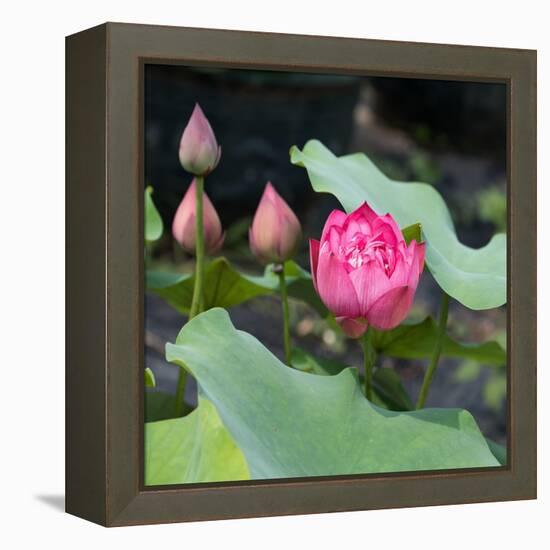 Lotus Flower and Lotus Flower Plants-Wu Kailiang-Framed Stretched Canvas