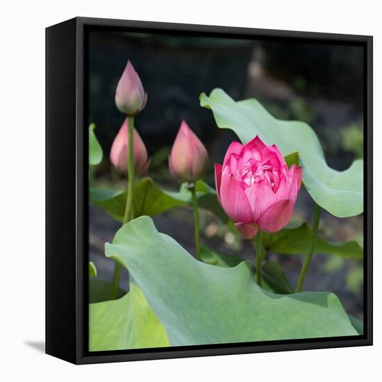 Lotus Flower and Lotus Flower Plants-Wu Kailiang-Framed Stretched Canvas