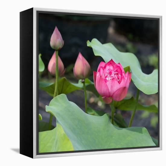 Lotus Flower and Lotus Flower Plants-Wu Kailiang-Framed Stretched Canvas