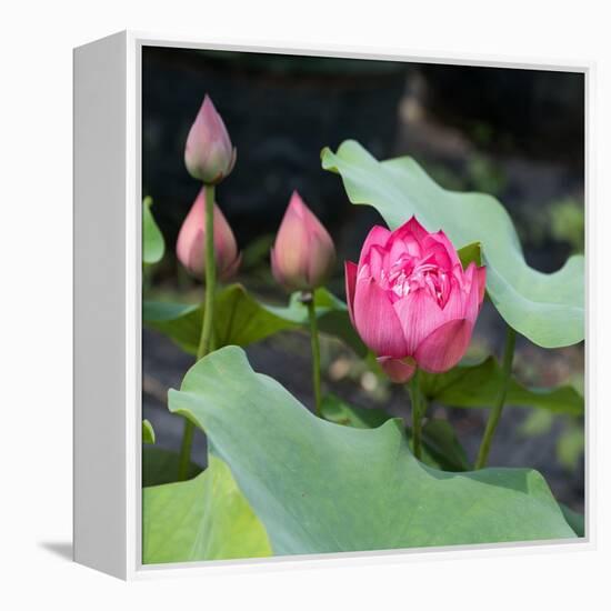 Lotus Flower and Lotus Flower Plants-Wu Kailiang-Framed Stretched Canvas