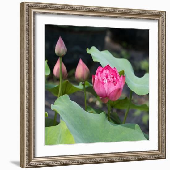 Lotus Flower and Lotus Flower Plants-Wu Kailiang-Framed Art Print