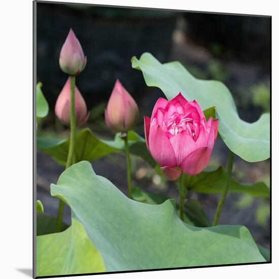 Lotus Flower and Lotus Flower Plants-Wu Kailiang-Mounted Art Print