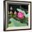 Lotus Flower and Lotus Flower Plants-Wu Kailiang-Framed Art Print