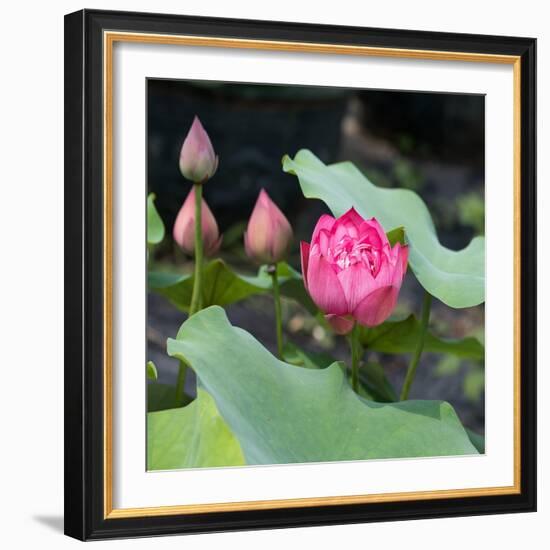 Lotus Flower and Lotus Flower Plants-Wu Kailiang-Framed Art Print