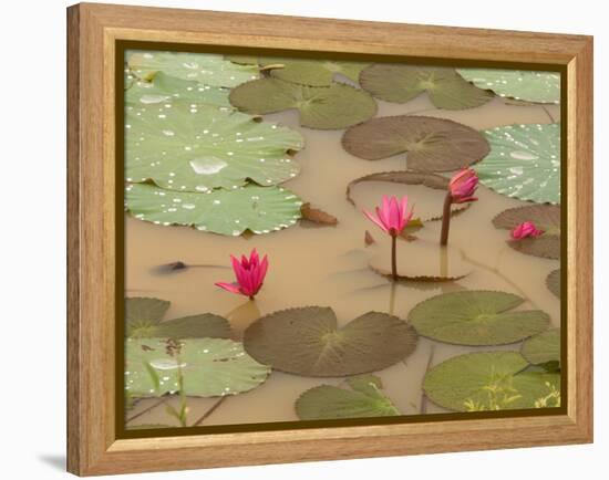 Lotus Flower, Ayuthaya, Thailand-Gavriel Jecan-Framed Premier Image Canvas