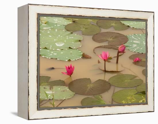 Lotus Flower, Ayuthaya, Thailand-Gavriel Jecan-Framed Premier Image Canvas