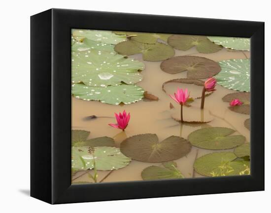 Lotus Flower, Ayuthaya, Thailand-Gavriel Jecan-Framed Premier Image Canvas