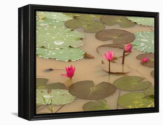 Lotus Flower, Ayuthaya, Thailand-Gavriel Jecan-Framed Premier Image Canvas