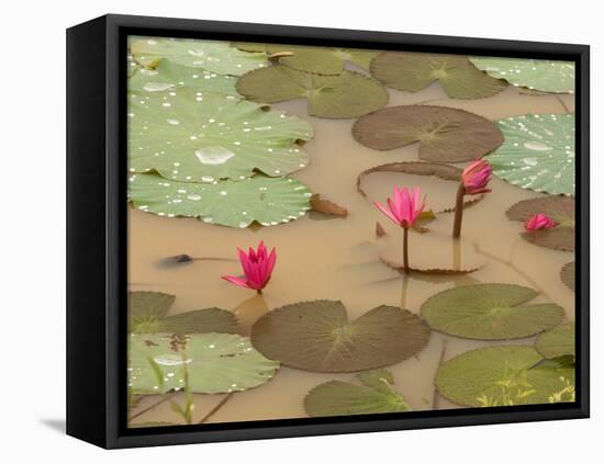 Lotus Flower, Ayuthaya, Thailand-Gavriel Jecan-Framed Premier Image Canvas