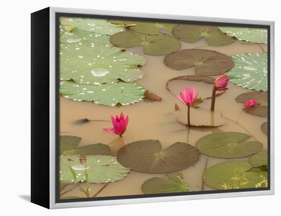 Lotus Flower, Ayuthaya, Thailand-Gavriel Jecan-Framed Premier Image Canvas