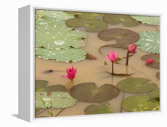 Lotus Flower, Ayuthaya, Thailand-Gavriel Jecan-Framed Premier Image Canvas